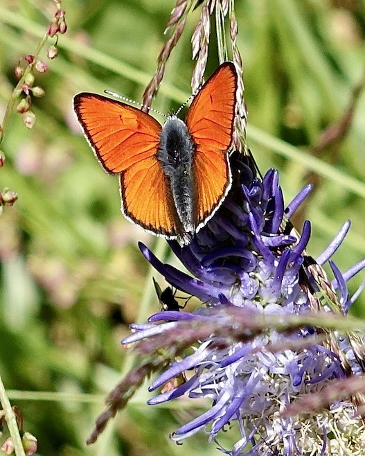 purple-edged copper